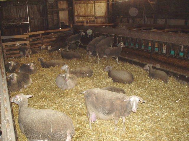 agneau 2006 0005